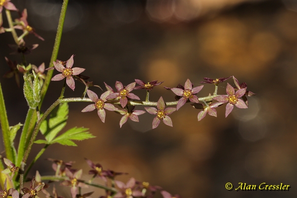 {Xanthorhiza simplicissima}
